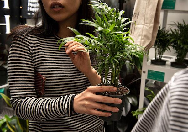 The Sill Plant Shop NYC