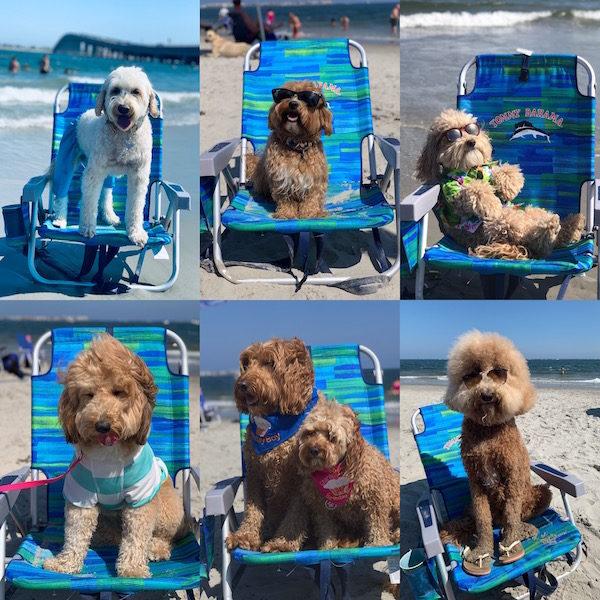 Longport Dog Beach NJ