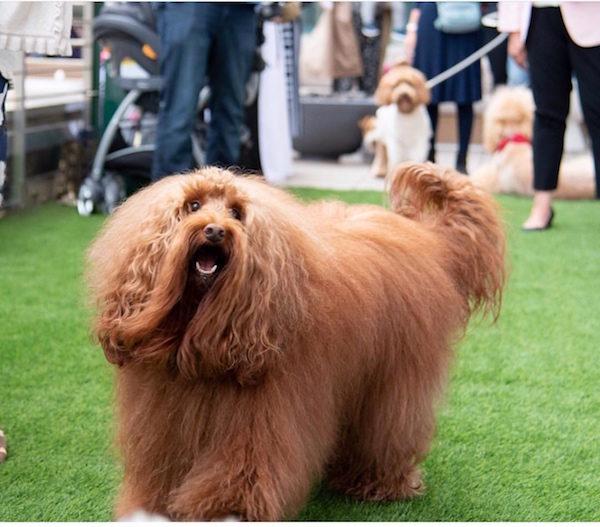 Prince NYC Dog