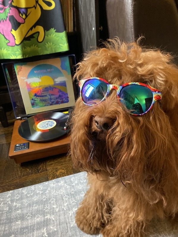 Grateful Dead Dog