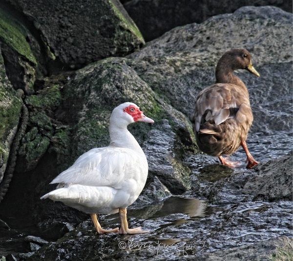 Muscovy duck Riverside Park
