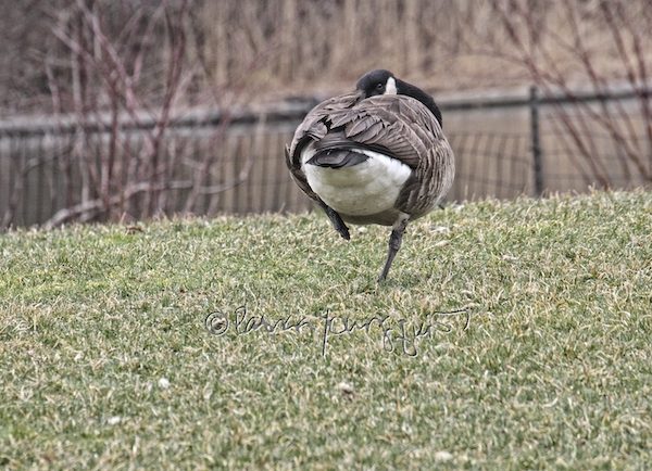 central park goose