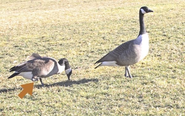 geese central park nyc