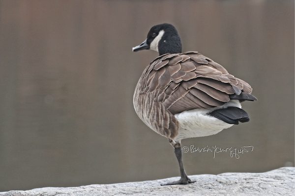goose
