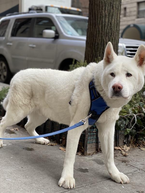 Akita in NYC