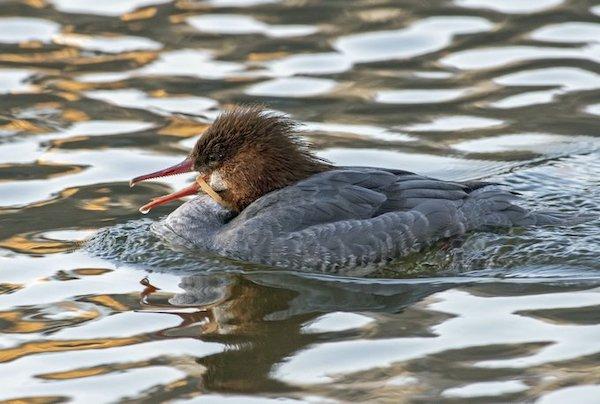 Common Merganser Central Park