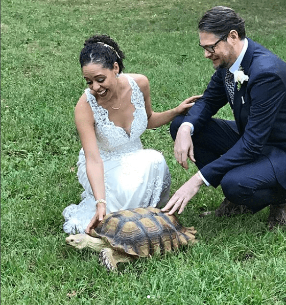 Henry Turtle NYC