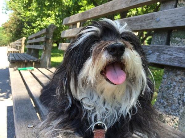 Lola Havanese