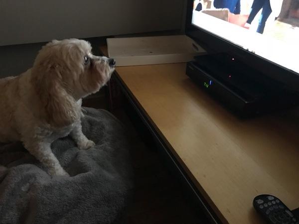 dog watching TV