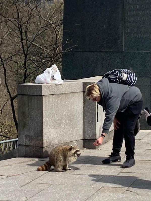 Central Park South Raccoon