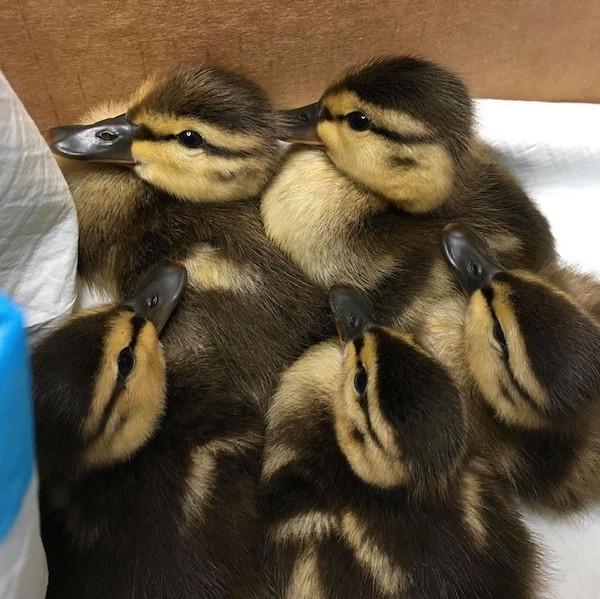 ducklings saved snapping turtle central park