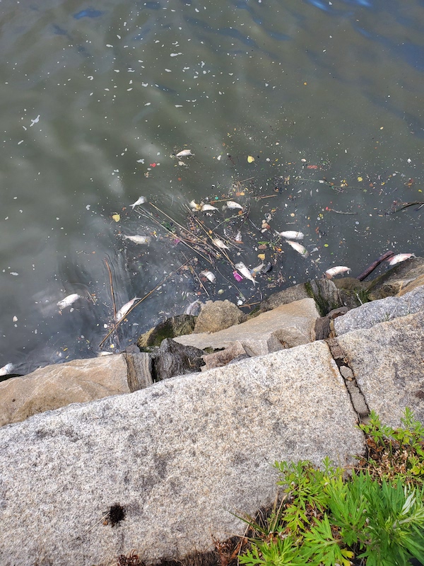 dead fish Hudson River