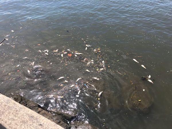 dead fish in hudson river