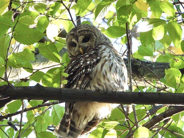 Barred Owl Vigil Central Park