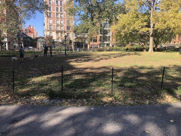 dogs in closed lawns near AMNH