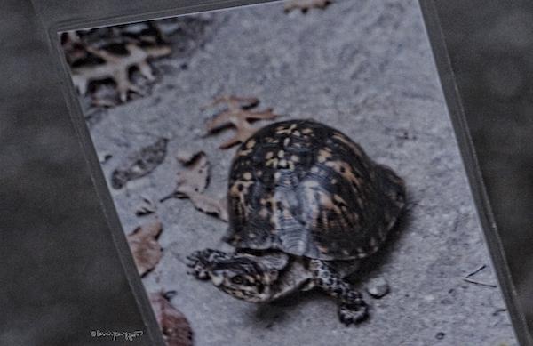 turtle memorial