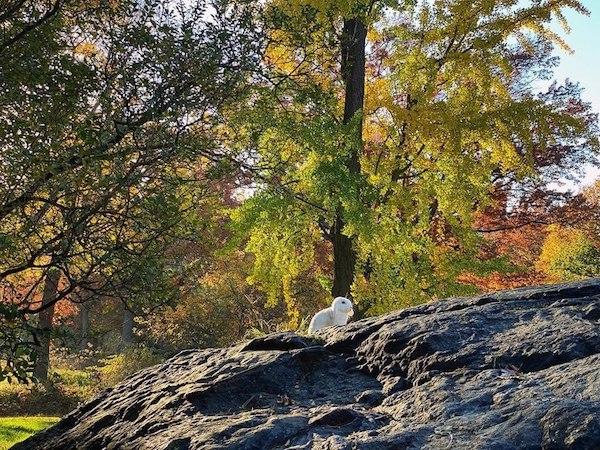 Central Park bunny