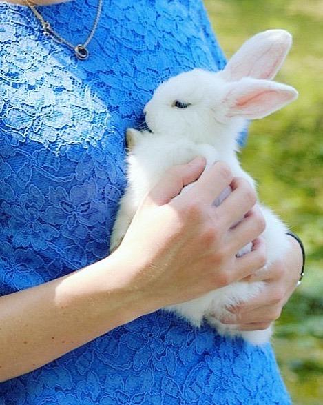 Upper West Side bunny
