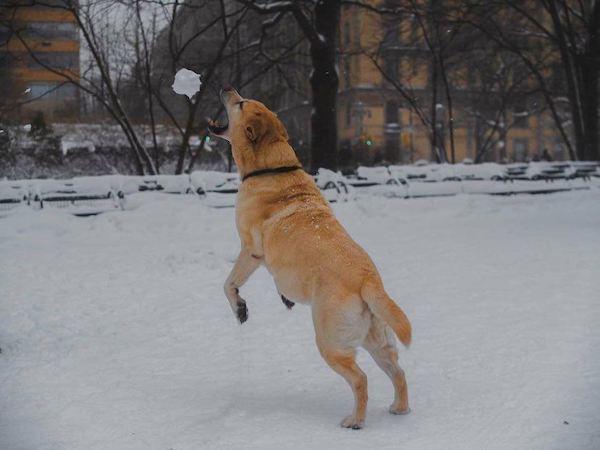 dog catching snowball strawberry fields nyc