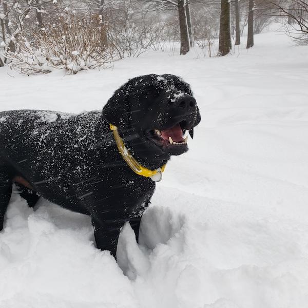 dog in Riverside Park during winter storm