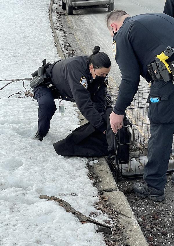 hawk rescue west side highway