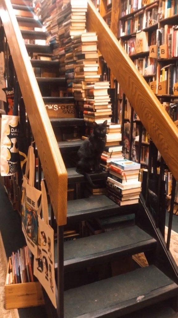 cat at westsider rare and used books