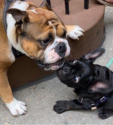 dogs at stoop