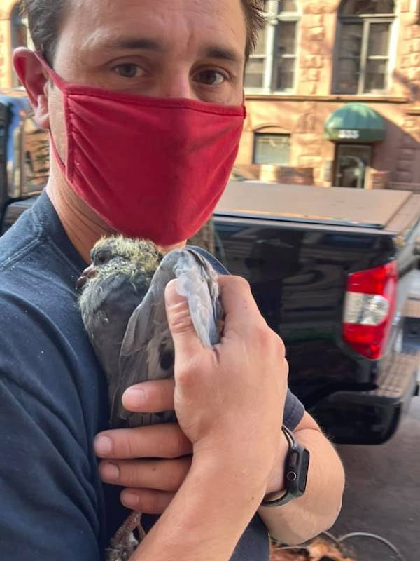 building super saves pigeon