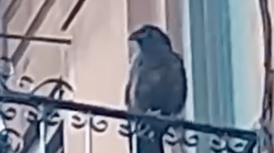 raven spotted