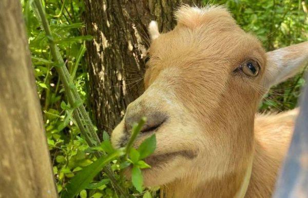 goats are back