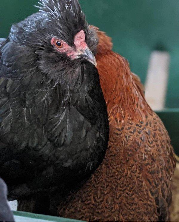 missing chicken nyc