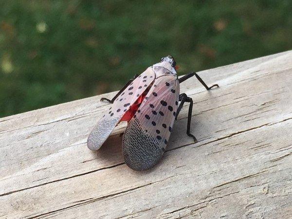 spotted lanternfly new york city