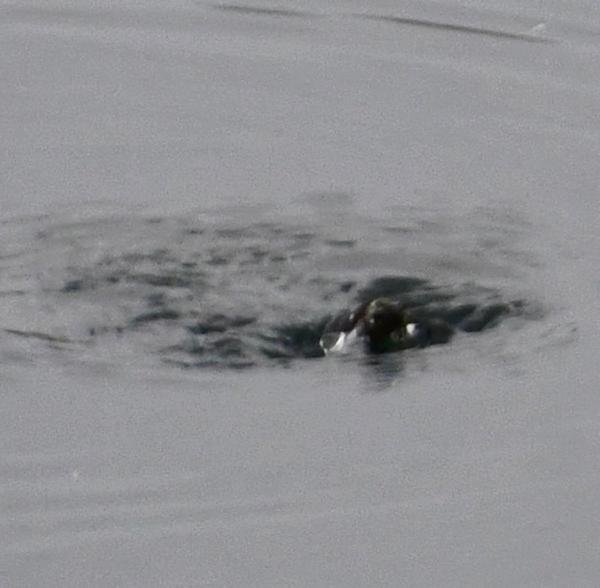 Central Park Reservoir creature