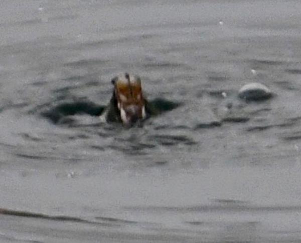reservoir creature