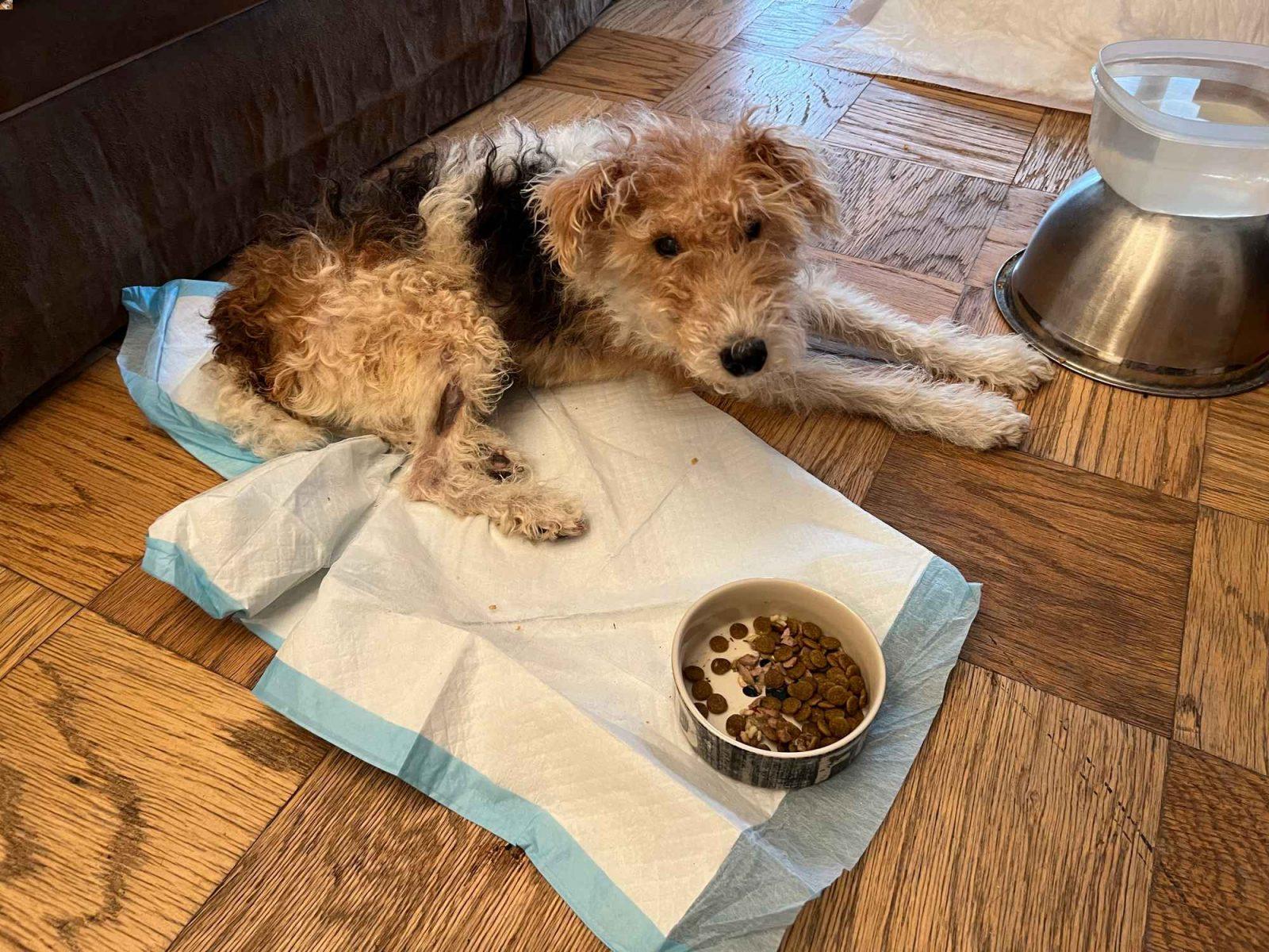 Teddy Lincoln Towers Lawsuit Dog