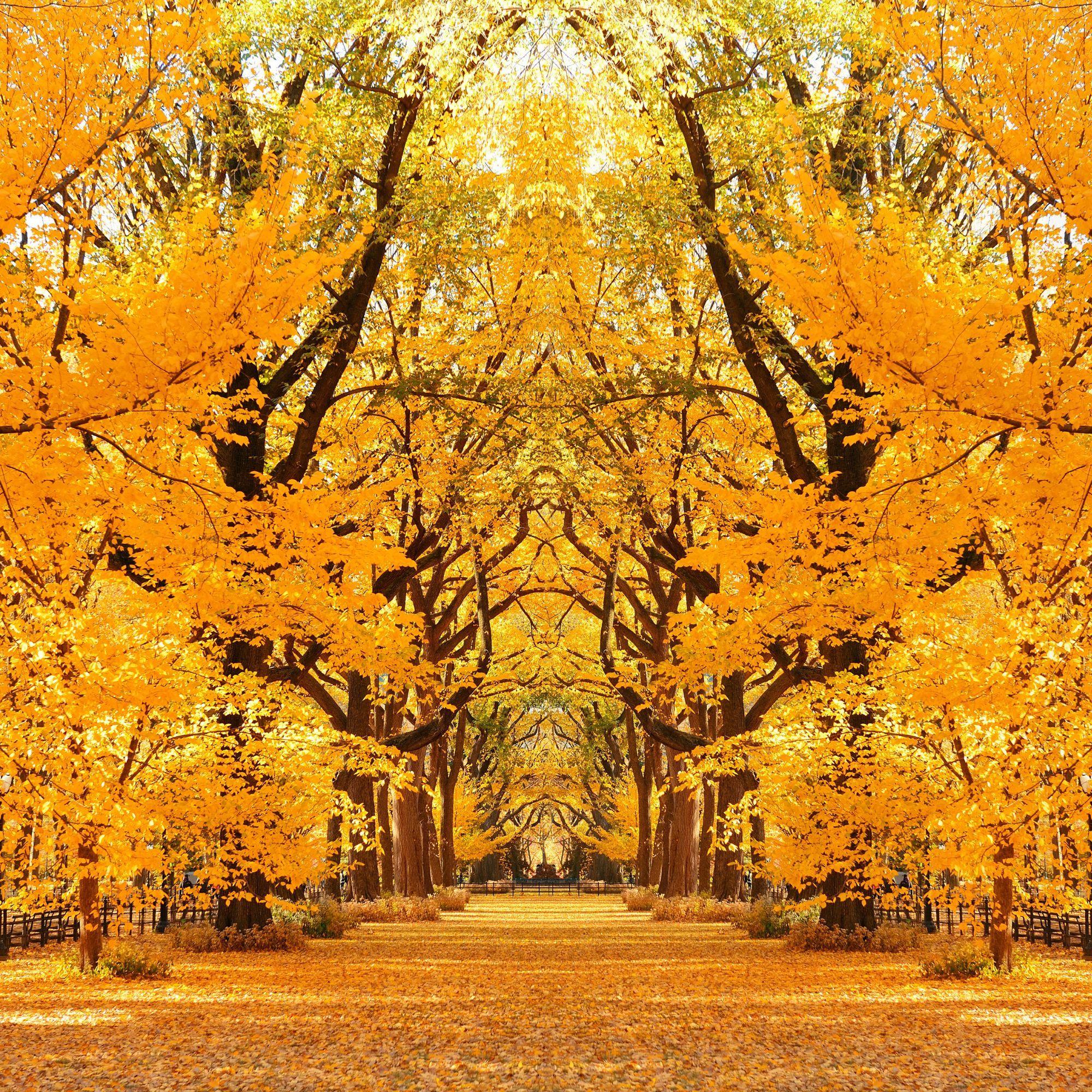 central park mall fall foliage