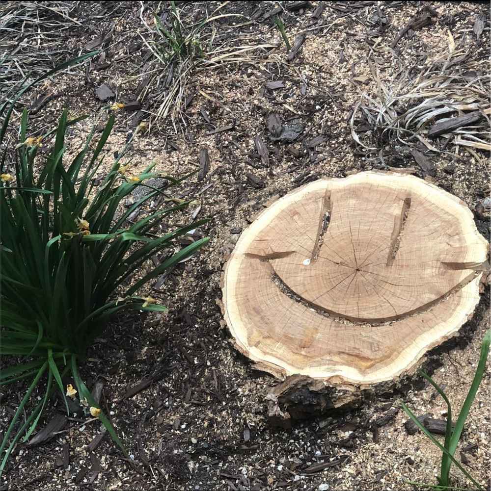 tree stump smile