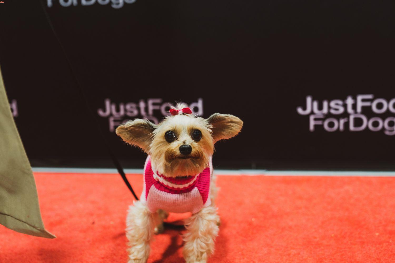 just food for dogs influencer party
