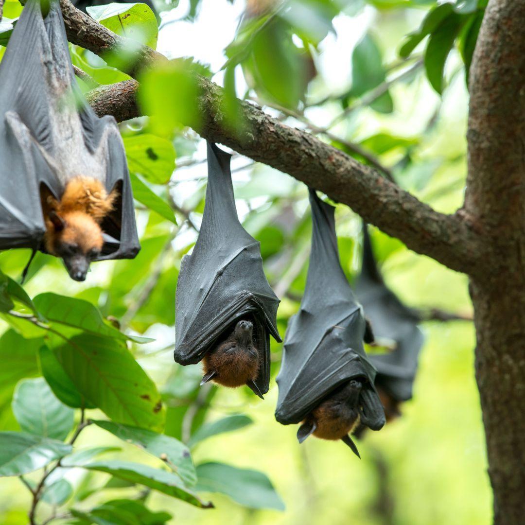 bats hanging from tree branch
