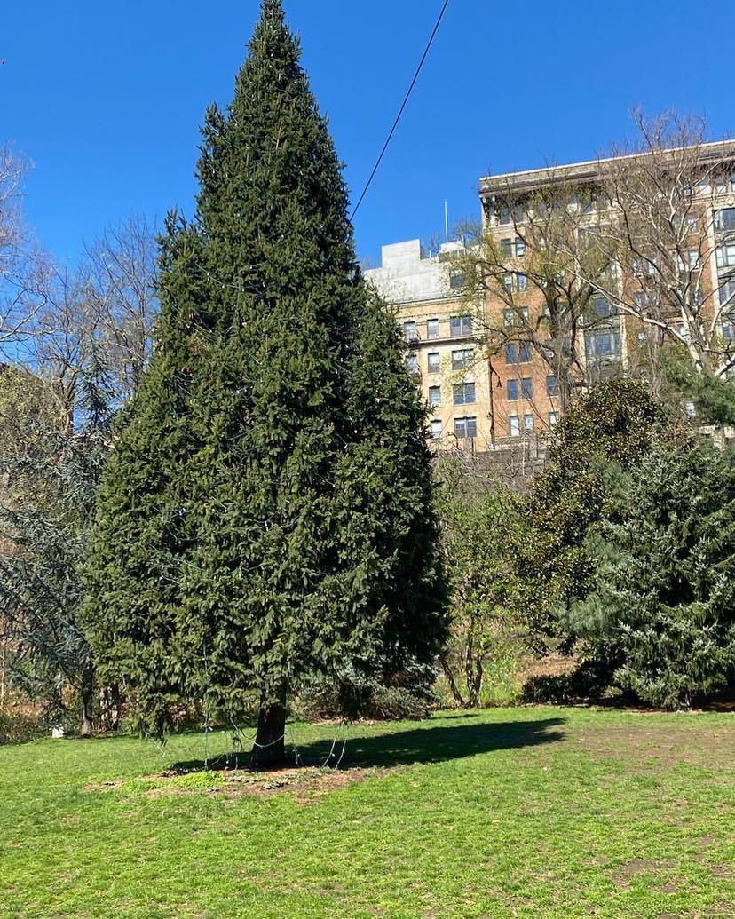 morningside park holiday tree