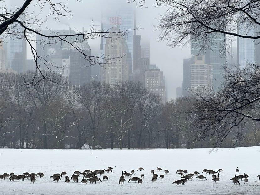 geese gather on sheep meadow