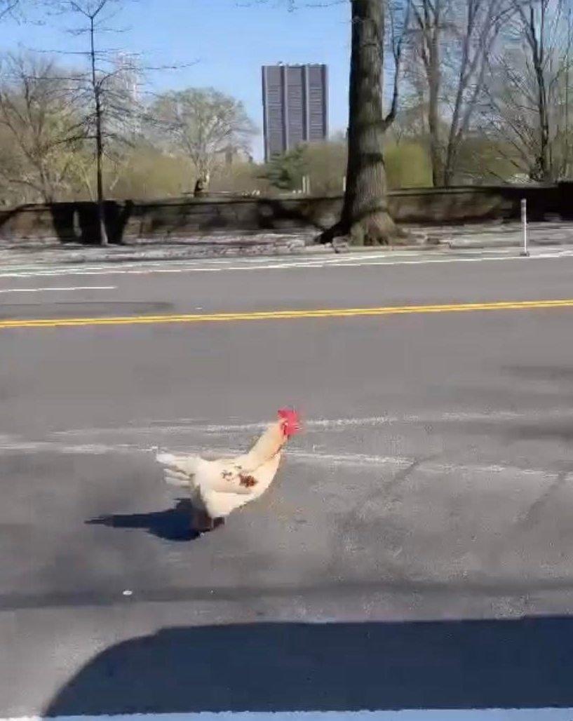 rooster runs down central park west