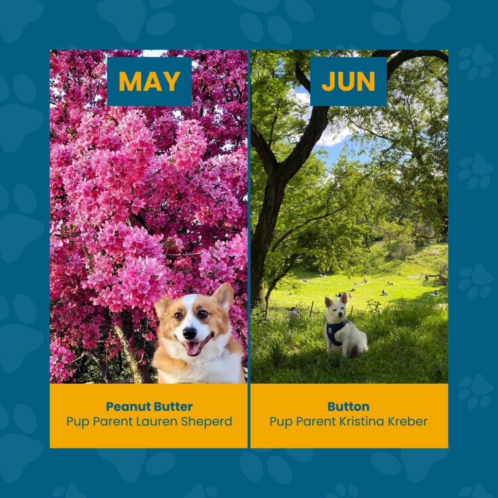 riverside park pup calendar 2024