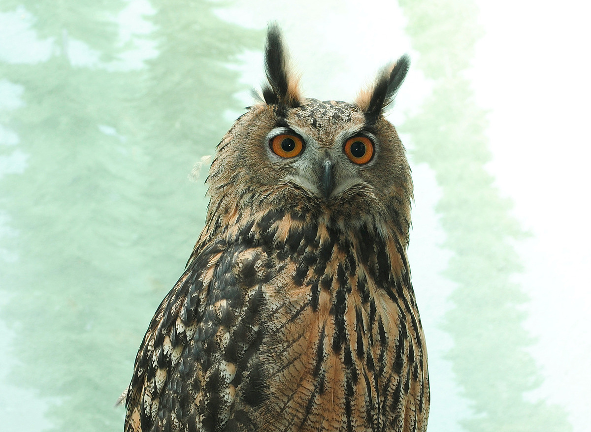 flaco the owl dies