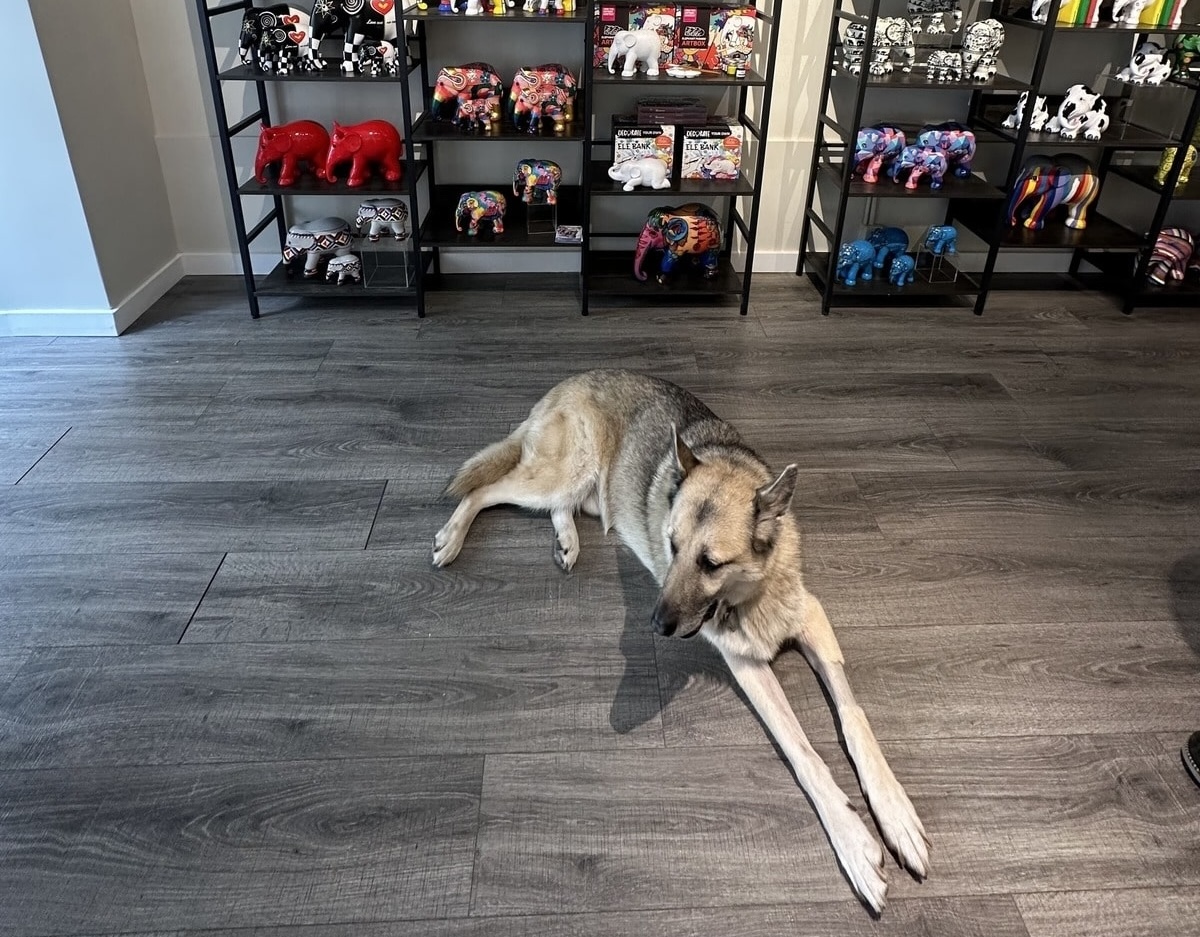 teddy's collection dog