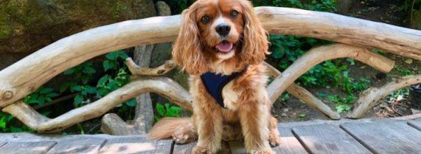 Vote For The Cutest Dogs of Central Park