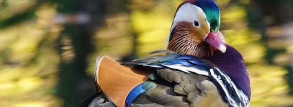 The Return of the Mandarin Duck The Return of the Mandarin Duck