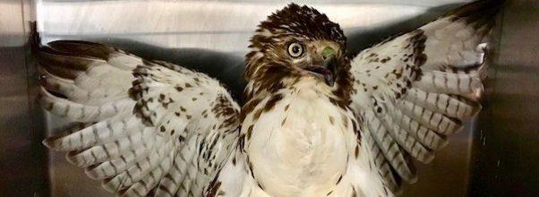 Ailing Hawk Rescued from Central Park Reservoir Ailing Hawk Rescued from Central Park Reservoir