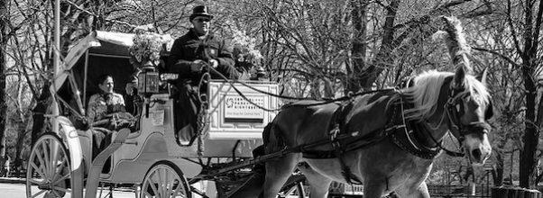 Horse Carriages Must Stay Inside Central Park Horse Carriages Must Stay Inside Central Park