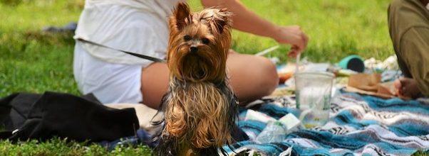 The 5 Best Picnic Spots on the Upper West Side The 5 Best Picnic Spots on the Upper West Side